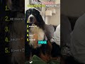 Funniest Dogs Reactions #dogs #dog #pets #funny