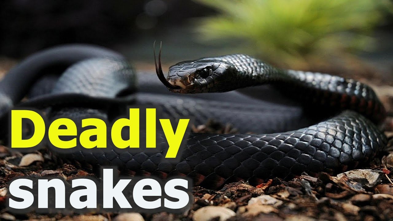 ТОП-5 самых ядовитых змей в мире | Смертоносные змеи, змеиные укусы и токсичность