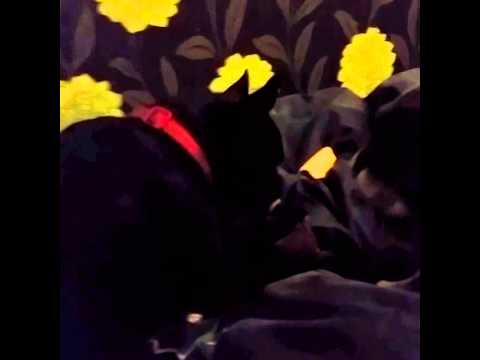 death from vaping French Bulldogs playing