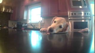 Blink Home Security Camera Catches Dog Getting Every. Last. Bite.