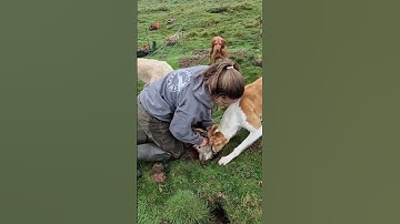 #ferreting #rabbiting #hunting #fieldsports #workingdog #lurcher #huntingdog