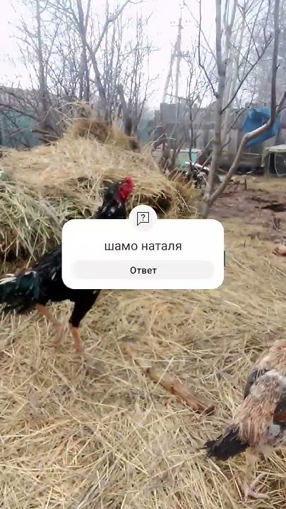 бойцовский питух - YouTube