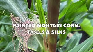Painted Mountain Corn: Tassels & Silks