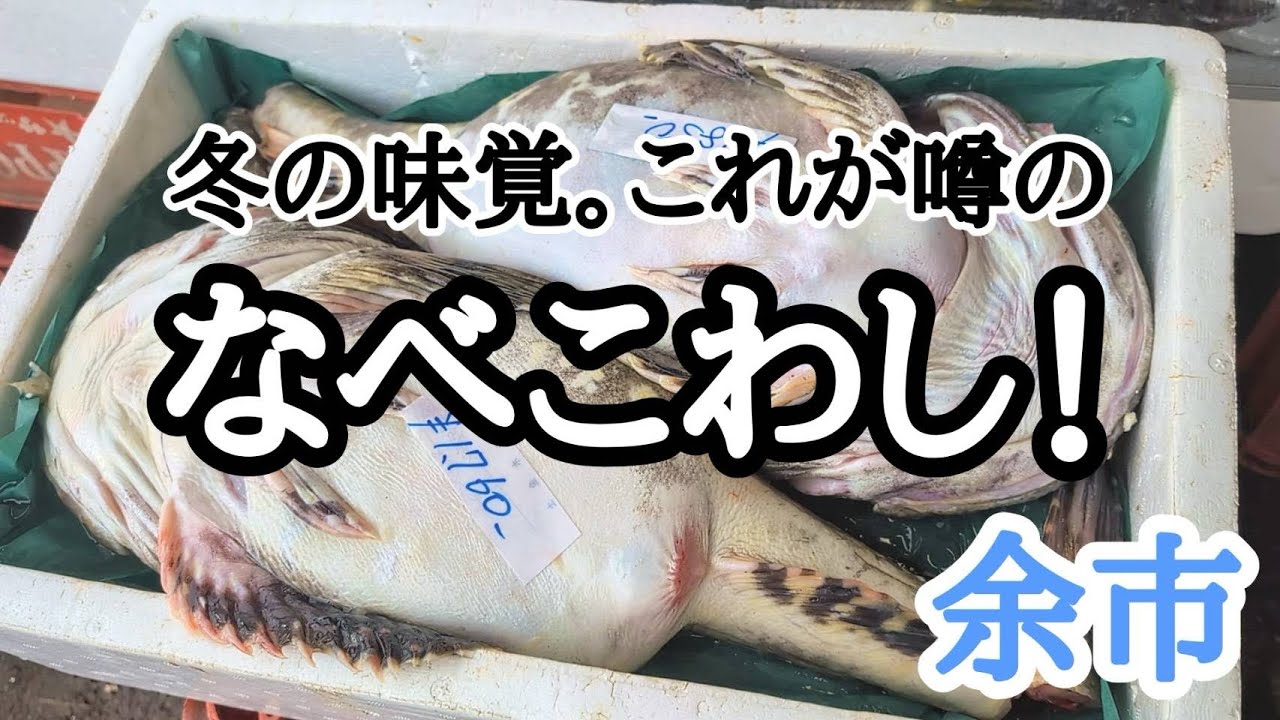 【北海道】余市『一鱗 新岡商店』冬の味覚！巨大カジカの濃厚味噌鍋を実食！
