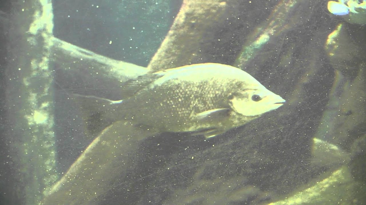 Butler's Grunter (Syncomistes butleri)
