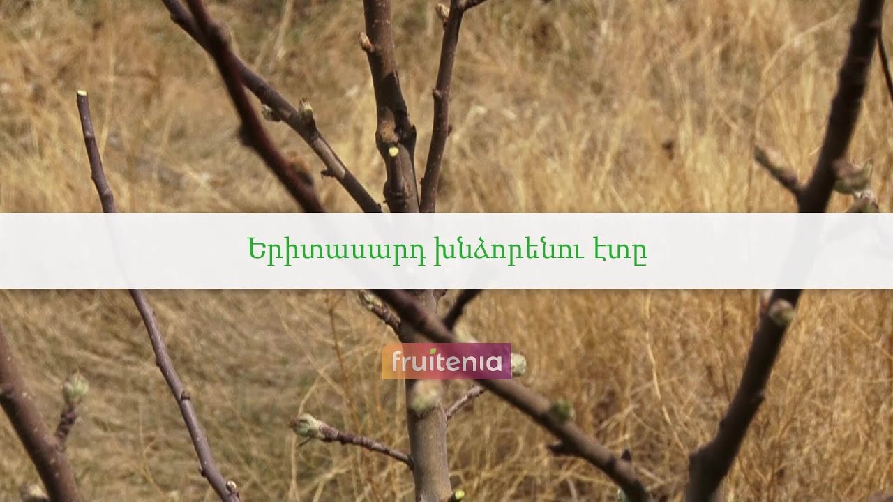 Երիտասարդ խնձորենու էտը / Pruning of young apple tree