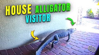 Alligator Walking Around House's Front Porch