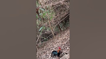 gà rừng  gáy cực phê. Qaib qus qua zoo