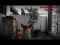 My Dog (Sidhu)🐕Vs Monkey🐒 Friendly Fight #viral #animals #trending #dogrescue #youtube