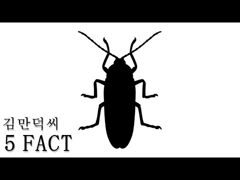 바퀴벌레에 대한 5가지 사실 [김만덕씨]