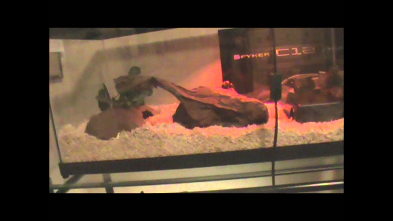 *NEW* Setups! (Bearded Dragon + Corn Snake) YouTube