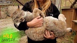 Canadian Lynx