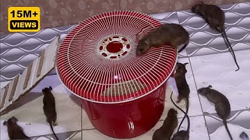 Homemade Mousetrap That Works Every Time (Full Tutorial | I Built the Perfect Mousetrap