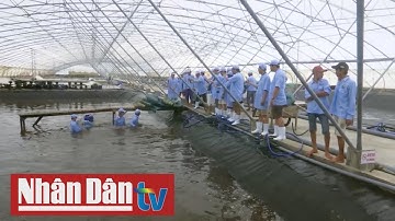 Làm giàu từ con tôm vùng bán đảo Cà Mau
