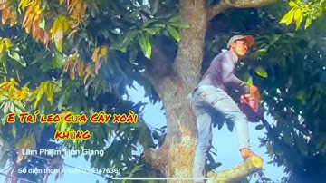 E Trí và Nhóm Cưa Cây Xoài siêu to trên mái nhà có nhiều độ khó