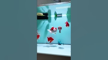 Vi sinh phân hủy phân cá và thức ăn thừa Seachem Pristine - Thủy Sinh 4U