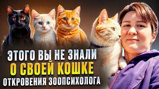видео: ТОП-30 неизвестных мифов владельцев о домашних кошках картинка: ТОП-30 неизвестных мифов владельцев о домашних кошках