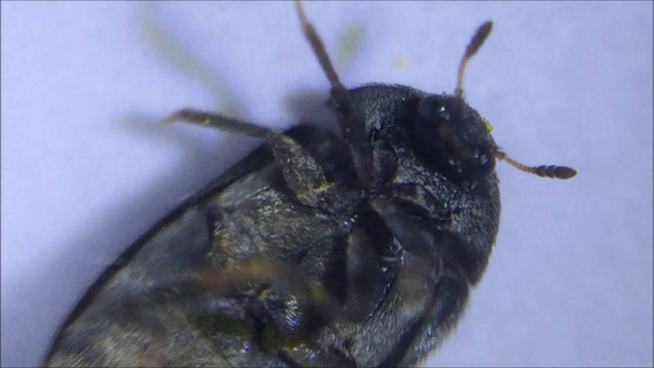 Black carpet beetle / Scarabée noir