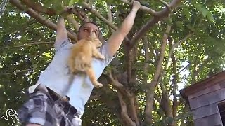 Best Kitten Dad Ever Will Climb Any Tree For His Baby