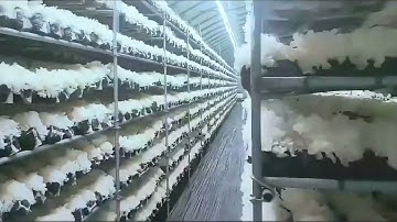 Mushroom Farming Climate Control System All in One Air Conditioner