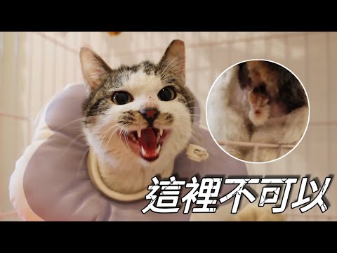 Videó: Miért mennek a macskák más házakba?