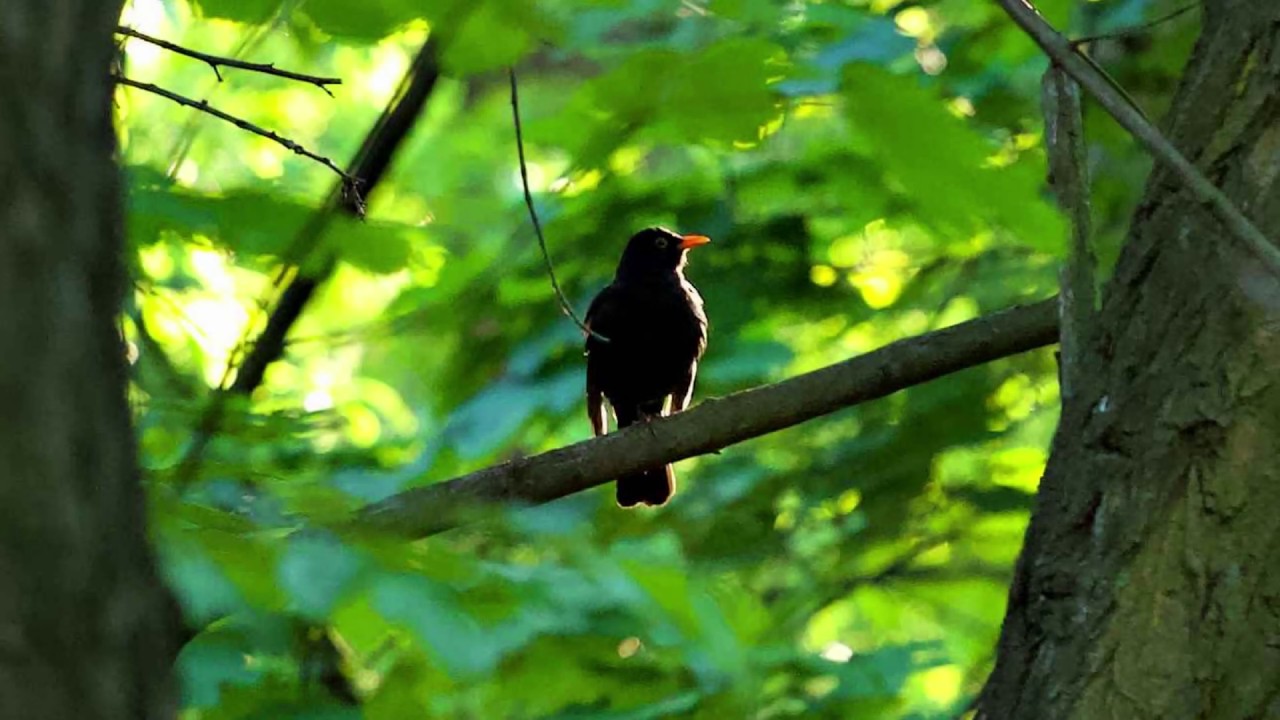 Wildlife Photography Common Blackbird. Free photoTo Download.