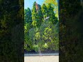 Pinos en Michigan
