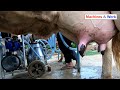 Two in one cow milking machine | Machines & Work