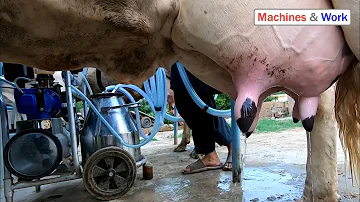 How to milk | Cow milking machine | Milk the cow