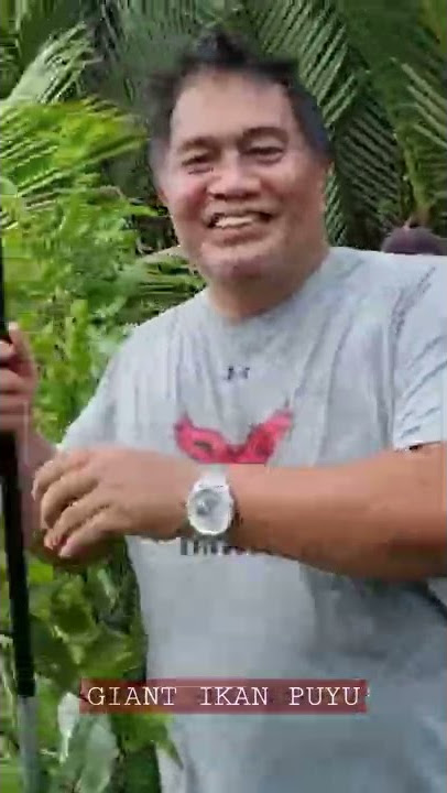 Giant Puyu Fish - Sebesar 500g sekor!