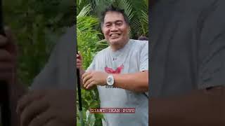 Download Lagu Giant Puyu Fish - Sebesar 500g sekor! MP3