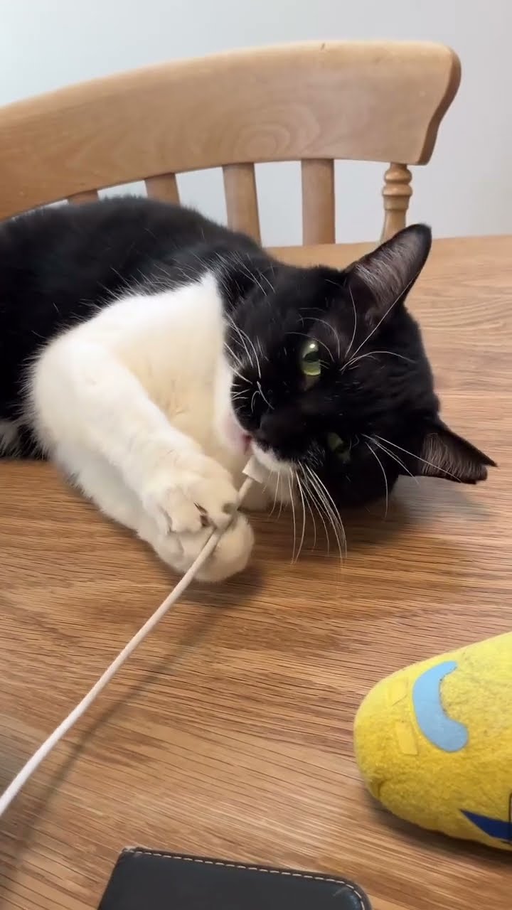 Bébé chaton très mignon ♥️ ♥️ ♥️ ♥️