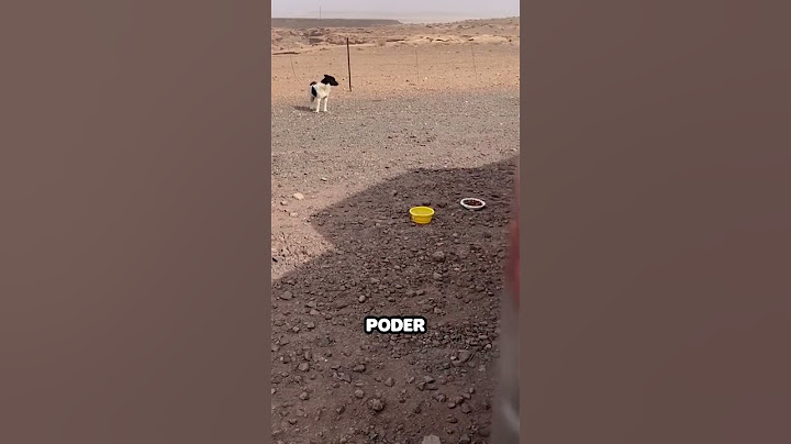Hombre rescata a perro con ayuda de dron