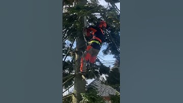 When a tree branch breaks under the lumberjack | Dangerous jobs