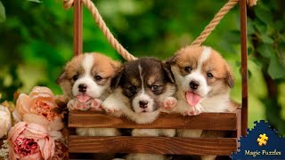 Solving Magic Jigsaw Puzzles 358 (140🧩) Charming Welsh Corgi puppies screenshot 2