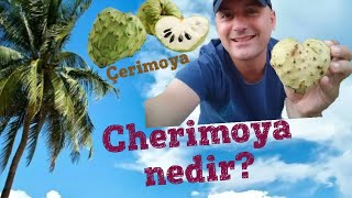 Cherimoya Meyvesi Nedir?, Çerimoya, Annona Cherimola, Sugar Apple, Custard Apple, Tropikal Meyveler