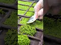 توزيع خضار مفرومة داخل قوالب مربعة بدقة متساوية 🥬📦#shorts