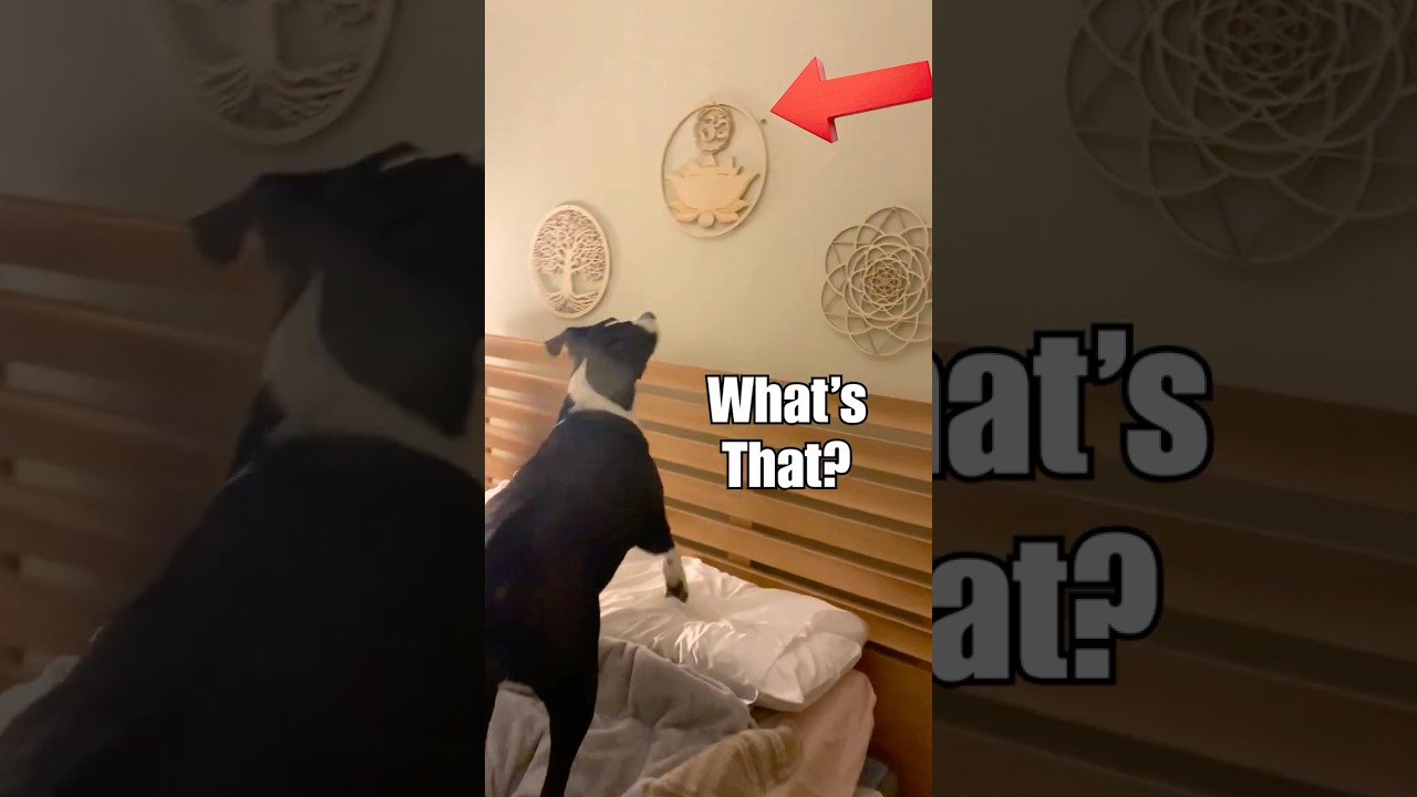 My Rescue Dog vs. the Mysterious House Bug: A Hilarious Investigation