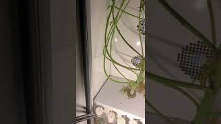 Grobo Journey  .. final day cleanup preparing for new grow.