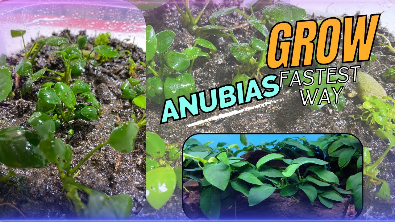 How to grow Anubias Fast/Quickly (Emersed Setup Live Aquarium Plant planted tank tutorial/plant