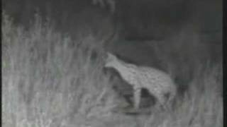 serval the pounce 7-11