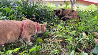 Medi Cat got very close to a local street cat