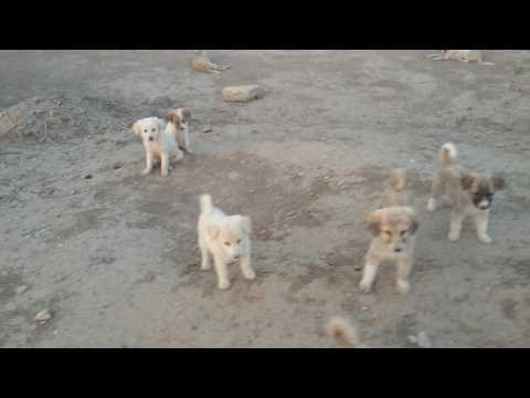 جراوي حليوات