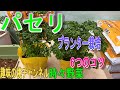 【パセリ】プランター栽培 6つのコツ 23/7/4