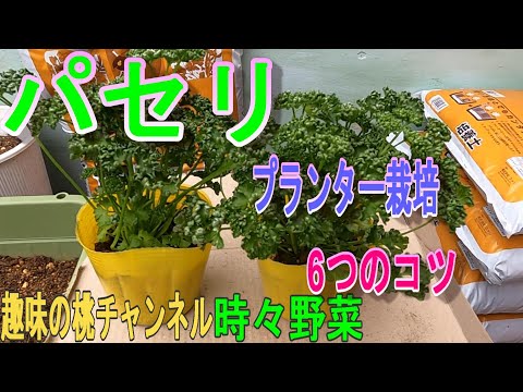 イタリアンサイプレス鉢植えの注意点｜枯らさないための5つのポイント