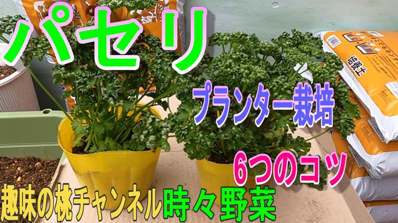 Parsley] 6 Tips for Growing in a Planter 23/7/4 - YouTube