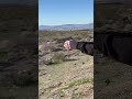 Wilson Combat Sig p320