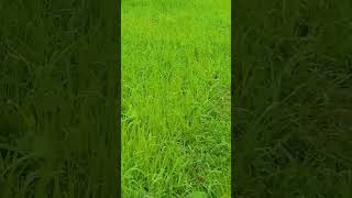 watch this please and Shure #comedy