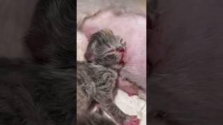 Kittens Meowing and Loving Each Other