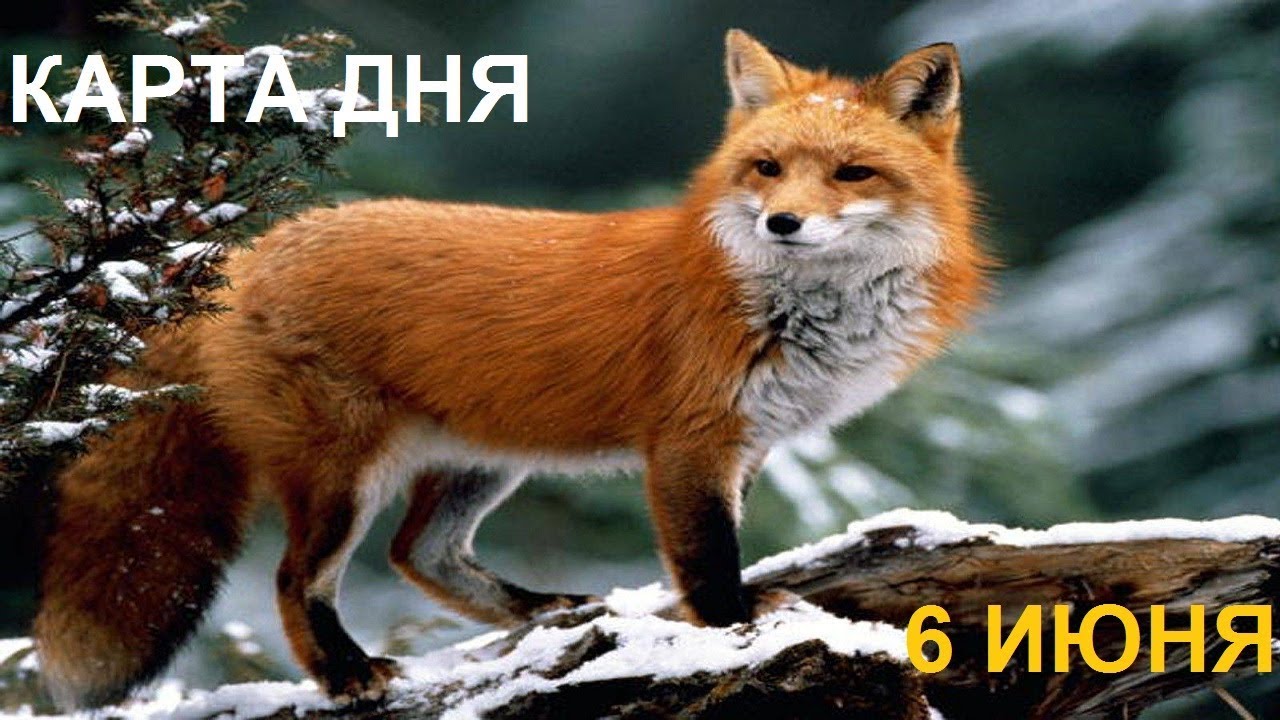 Доклад про лисов. Байкальская лиса. Информация о лисе. Проект о лисе. Лиса на Байкале.
